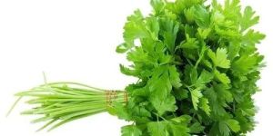 Fresh Green Coriander