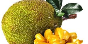 Green Jackfruit