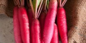 Red Radish