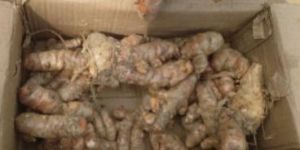 Lakadong Turmeric Powder