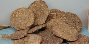 Cow Dung Cake