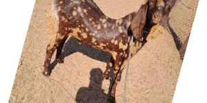 Sojat Goat