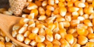 Yellow Maize for Animal Feed