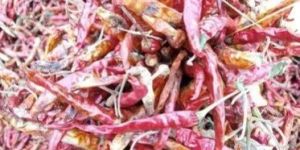 Guntur Teja Fatki Red Chilli