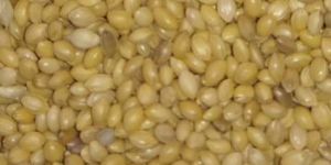 bird millet / kuruvi thinai / foxtail millet