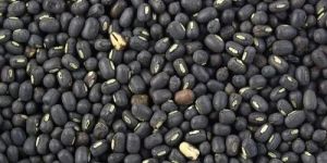 Black Whole Urad Dal