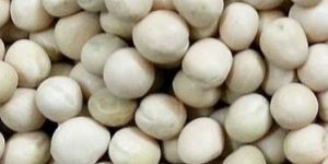 White Pea