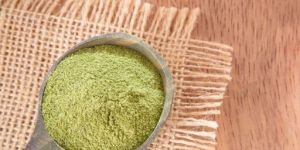 Andrographis Paniculata Extract