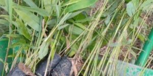 Male Bamboo Plants