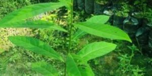 Rudraksha Plant
