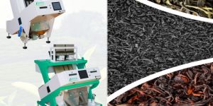 Green Tea Sorting Machine