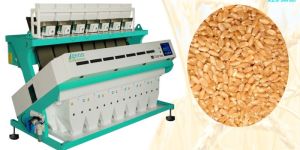 Wheat Sorting Machine