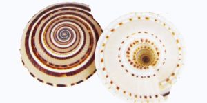 Architectonica Perspectiva Seashell