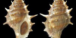 Bursa Spinosa Seashell