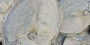 Dry Fish
