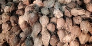Semi Husked Coconuts