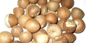 a Grade Brown Areca Nuts