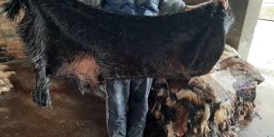 Raw Goat Skin Hides Wetsalted