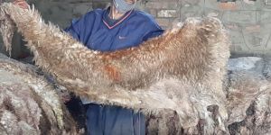 Raw Sheep Skins Wetsalted