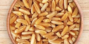 Durum Wheat
