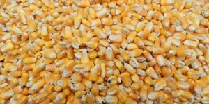 Yellow Corn Animal Feed