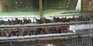 Layer Chicken Cage