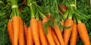 Fresh Carrot