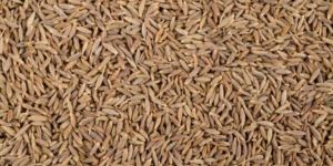 Cumine Seeds