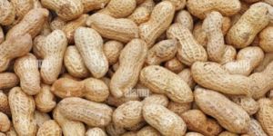 Groundnut