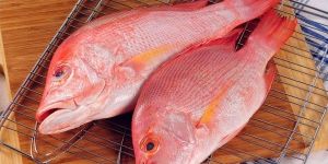 Fresh Local Baby Red Snapper Fish