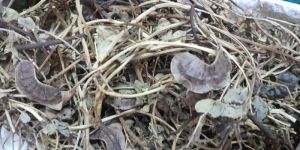 Cassia Nilavarai Powder