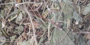 Musumusukkai Ayurvedic Herbs