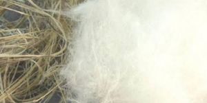 Cottonized Hemp Fiber