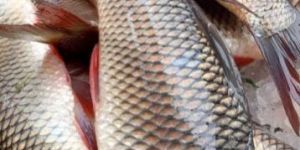 Fresh Rohu Fish