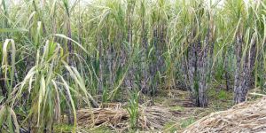 Sugarcane