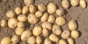 Chipsona Potato a Grade Quality