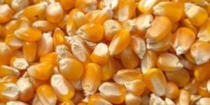 Yellow Maize