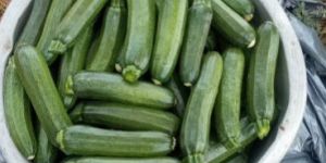 Green Zucchini