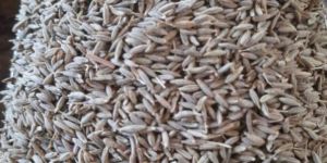 Cumin Seed - Singapore 99%