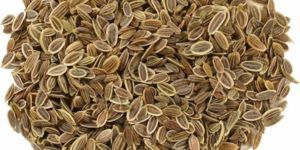 Dill Seeds