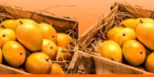 Ratnagiri Alphonso Mangoes