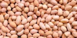 Groundnut