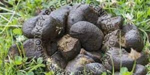 Wet Donkey Dung