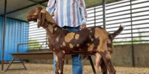 Qurbani Goat