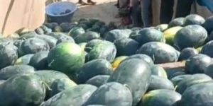 Watermelon