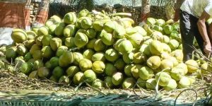 Tender Coconut