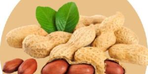 Groundnut