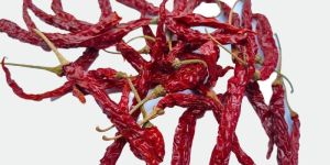 Syngenta 5531 Dry Red Chilli