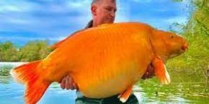 Gold Fish