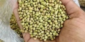 Coriander Seeds
